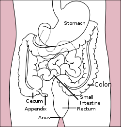 Diagram of the human gastrointestinal tract.